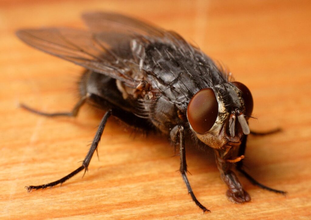 Blowfly - the first sign most Melbourne homeowners notice when an animal has died in a roof or wall